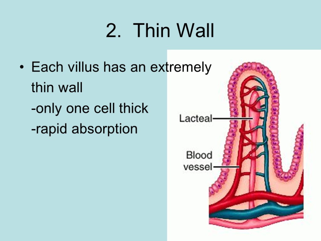 2. Thin Wall Each villus has an extremely thin wall -only one cell thick